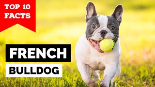 French Bulldog  Top 10 Facts [upl. by Haldis811]