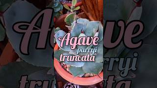 Agave parryi truncata [upl. by Atorod927]