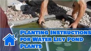 Care of Lilies  Planting Instructions for Water Lily Pond Plants [upl. by Adoh]