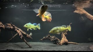 PREDATOR FISH FEEDING  Tank Setup  Its DONE [upl. by Ayk877]