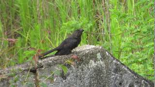 Smoothbilled Ani vocalizing Crotophaga ani [upl. by Arodnap]