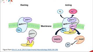 Reactive Oxygen Species [upl. by Ebberta]