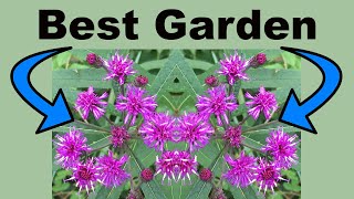 Butterfly Garden Ironweeds – Definitive Guide [upl. by Avilla]