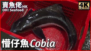 生劏懵仔魚．打邊爐一流．血腥慎入｜Cobia．Hotpot｜漁民海鮮｜西環魚王｜魚仲．海鱺【OH Seafood 4K】 [upl. by Nitaj706]