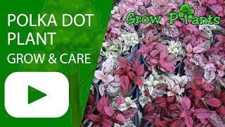 Polka dot plant  grow amp care Hypoestes phyllostachya [upl. by Erbma]