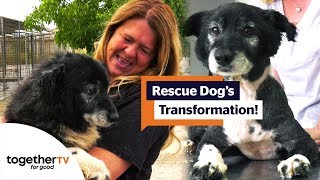 Romanian Rescue Dog Undergoes Amazing Transformation  Brits Rescue Romanian Dogs [upl. by Naejeillib935]