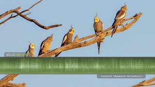 Cockatiel sounds  The calls of wild cockatiels quarrions in the Australian outback [upl. by Philipa279]