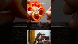 Growing Red Bell Pepper Plant Time Lapse 🪴 shorts [upl. by Annohsal]