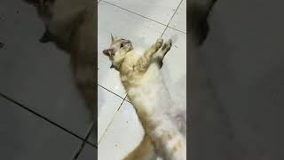 Kucing acting catlover cat funny funnycat cute duniakucinglucu kitten shorts kucingmeong [upl. by Letreece]