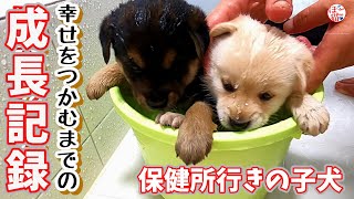 【子犬 保護犬】保健所行きの子犬が 幸せを掴むまでの成長記録 【白豆・黒豆のダイジェスト】 [upl. by Nanor]