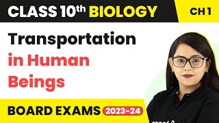 Transportation in Human Beings  Life Process  Class 10 Biology [upl. by Nnyletak]