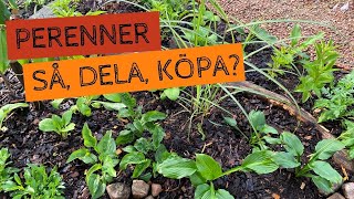 PERENNER  Köpa så dela plantera Lång blomning Tips och lärdomar från mina rabatter [upl. by Nitsa]