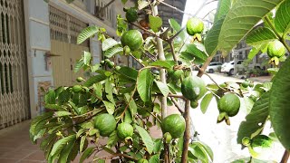 Cultiver le goyavier à partir de graines Dans le jardinage en conteneur et faire un pot [upl. by Jocelyne477]