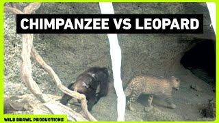 Leopard attacks Chimpanzees in Senegal  Other footages of Chimp vs Leopard Wild dogs Hyena etc [upl. by Ecinereb]