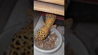 Leopard Geckos Eating is the CUTEST 😍 [upl. by Sarazen700]