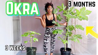 How to grow Okra in containersSUCCESSFULLY [upl. by Danyelle]