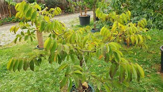 When amp How To Encourage Custard Apple To Flower Sooner Atemoya [upl. by Ecnaled]