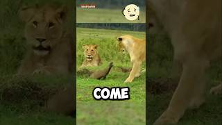 Lion vs Mongoose Real fight 😱 [upl. by Adair259]