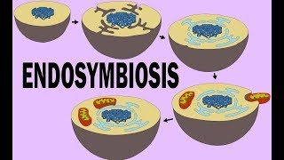 ENDOSYMBIOSIS [upl. by Barling]