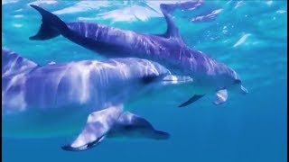 ANTI ESTRESS DEPRESSÃO INSÔNIA  Relaxando com Golfinhos e Sons do Mar 3 Horas sem comerciais [upl. by Enaujed]