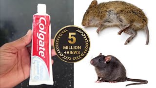 MAGIC COLGATE  How To Kill Rats Within 10 minutes  Home Remedy  Magic Ingredient  Mr Maker [upl. by Eelidnarb296]