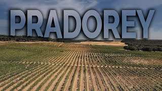 Visita a la Bodega Pradorey en la Ribera del Duero [upl. by Allit]