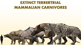 Top 10 Largest Extinct Land Mammalian Carnivores [upl. by Barger679]