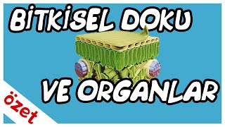 Bitkisel Doku ve Organlar Özet  AYT Biyoloji [upl. by Ecissej]