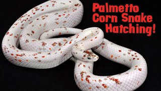 PALMETTO CORN SNAKE HATCHING [upl. by Katheryn]