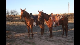 A Few Words on Teaching a Horse to Hobble [upl. by Eanil]