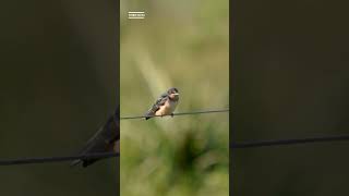 GOLONDRINA TIJERITA Hirundo rustica – BUSCANDO FAUNA [upl. by Eisse]