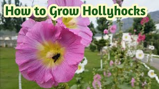 How to Grow Hollyhocks The Complete Hollyhock Flower Guide  Alcea Fiesta Time [upl. by Adnofal]