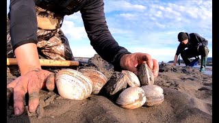 How to Dig for Clams During Low Tide [upl. by Ariahaj]