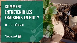 TUTO Comment entretenir des fraisiers en pot   Jardinerie Gamm vert [upl. by Hillard]