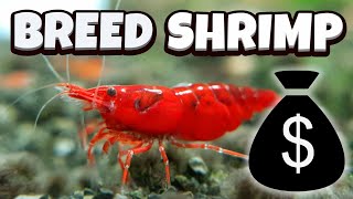 How to Breed Shrimp  A full guide [upl. by Concordia156]