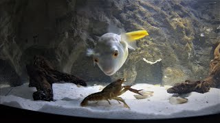 Brutal Fahaka Puffer fish DESTROYS Large CRAYFISH  WARNING  LIVE FEEDING [upl. by Rotce977]