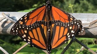 Mating Monarch Butterflies [upl. by Sari]