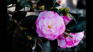 Everything you need to know about Camellia Shrubs [upl. by Ramo]