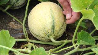 How to Tell When Your French Charentaistype Melons Are Ready for Harvest [upl. by Nemrak443]