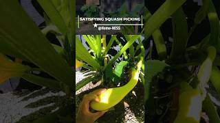 Picking Crookneck Squash [upl. by Frierson]