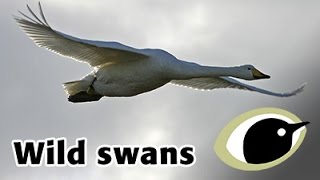 BTO Bird ID  Wild Swans [upl. by Alves410]