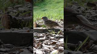 Whitecrowned Sparrow🐦Evening Feast whitecrownedsparrow [upl. by Floss742]