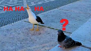 Seagull laughing sounds [upl. by Rumilly]