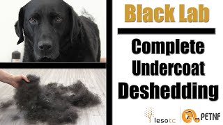 Black Lab  Full Undercoat Deshedding Tutorial [upl. by Robins]