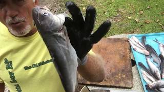 How to Clean Baby Catfish [upl. by Sigismundo]