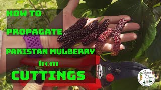 How To Propagate Pakistan Mulberry tree from Cuttings  Fast and EASY [upl. by Marylee]