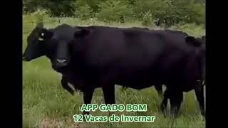 12 Vacas de Invernar [upl. by Drisko]