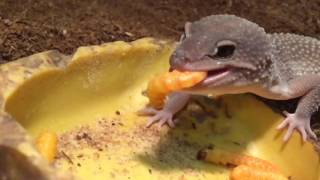 Leopard Geckos Eating Butterworms in SloMo  BigAlsPetscom [upl. by Larianna]