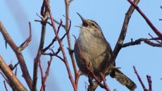 Bewicks Wren [upl. by Bough]