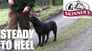 Gundog training tips  Steady to heel [upl. by Atneuqal]